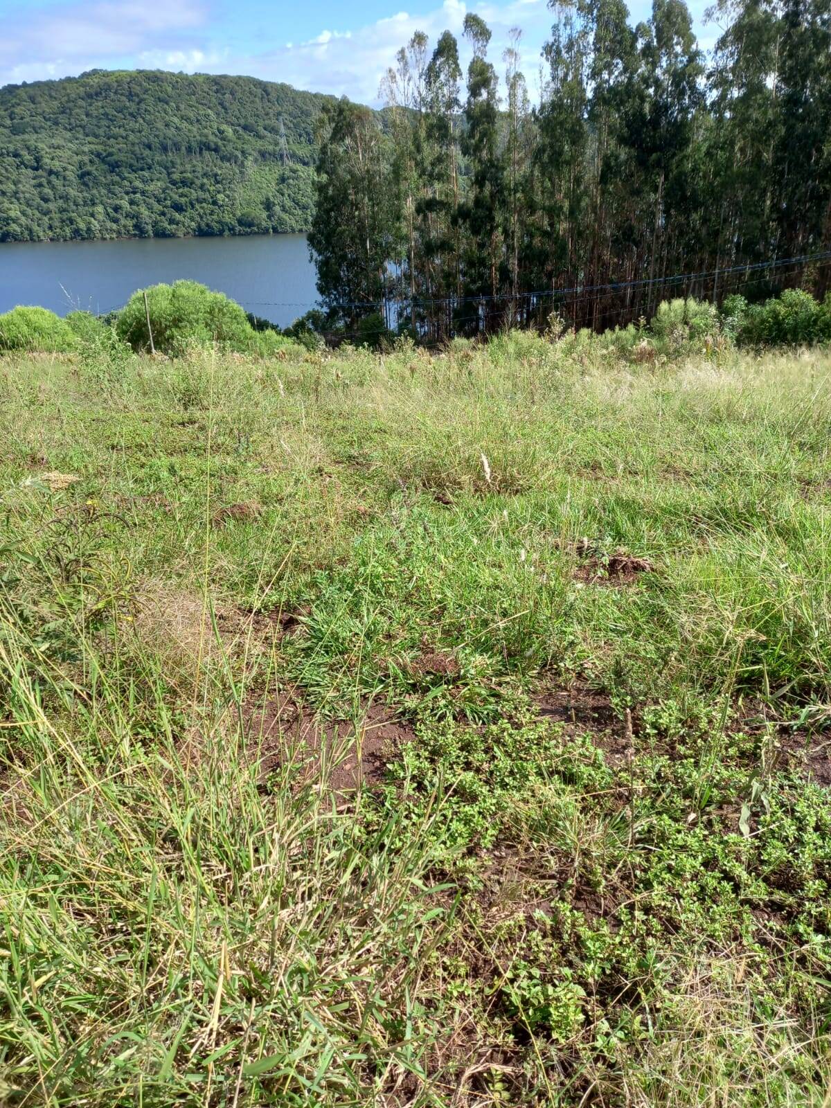 #58739704 - Chácara para Venda em Anita Garibaldi - SC