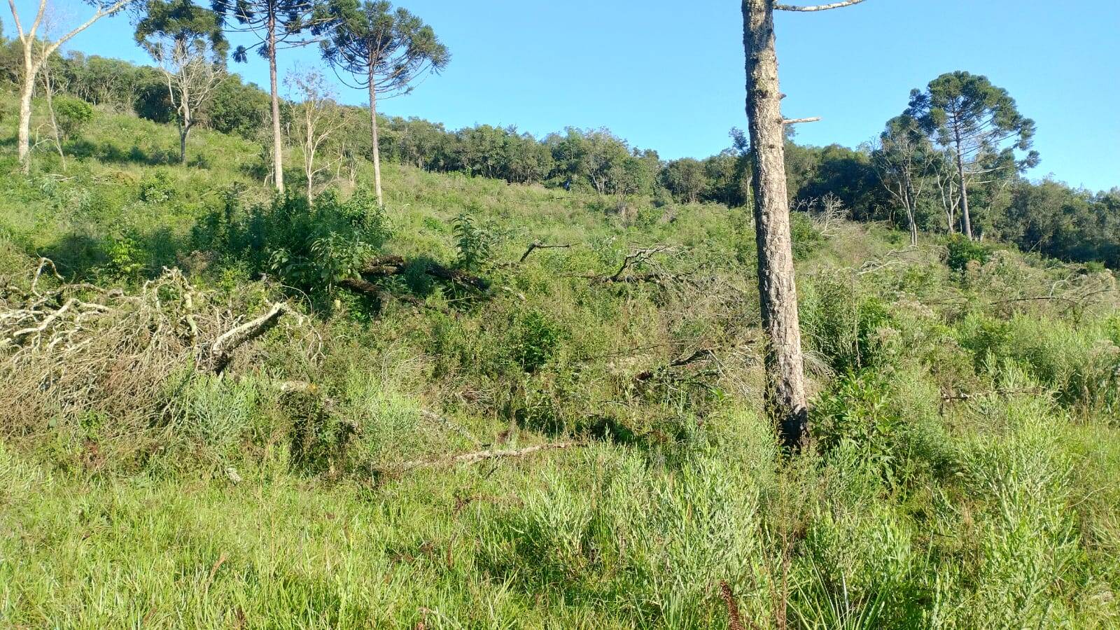 #58739781 - Chácara para Venda em Celso Ramos - SC