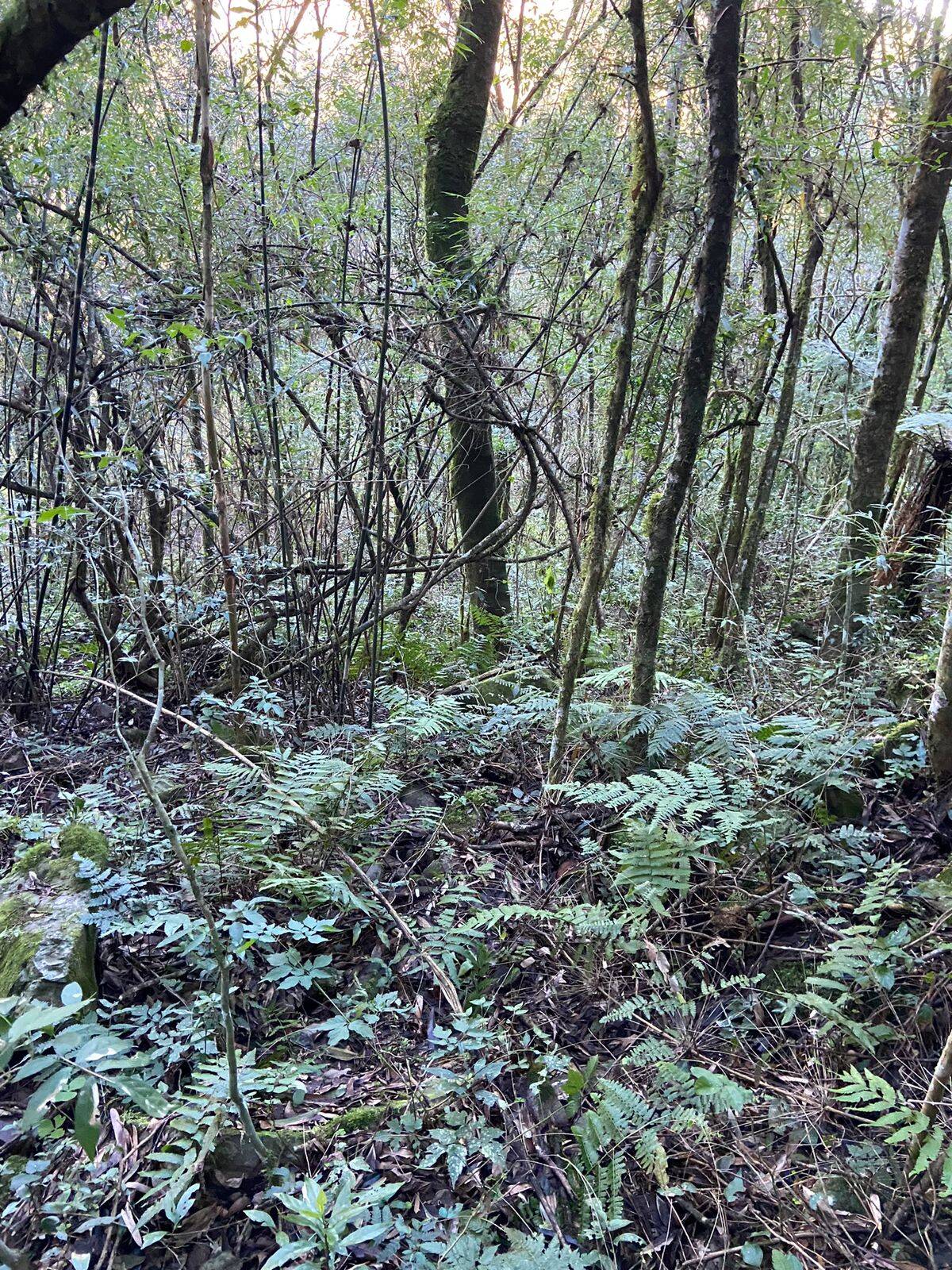 #58739980 - Chácara para Venda em Celso Ramos - SC