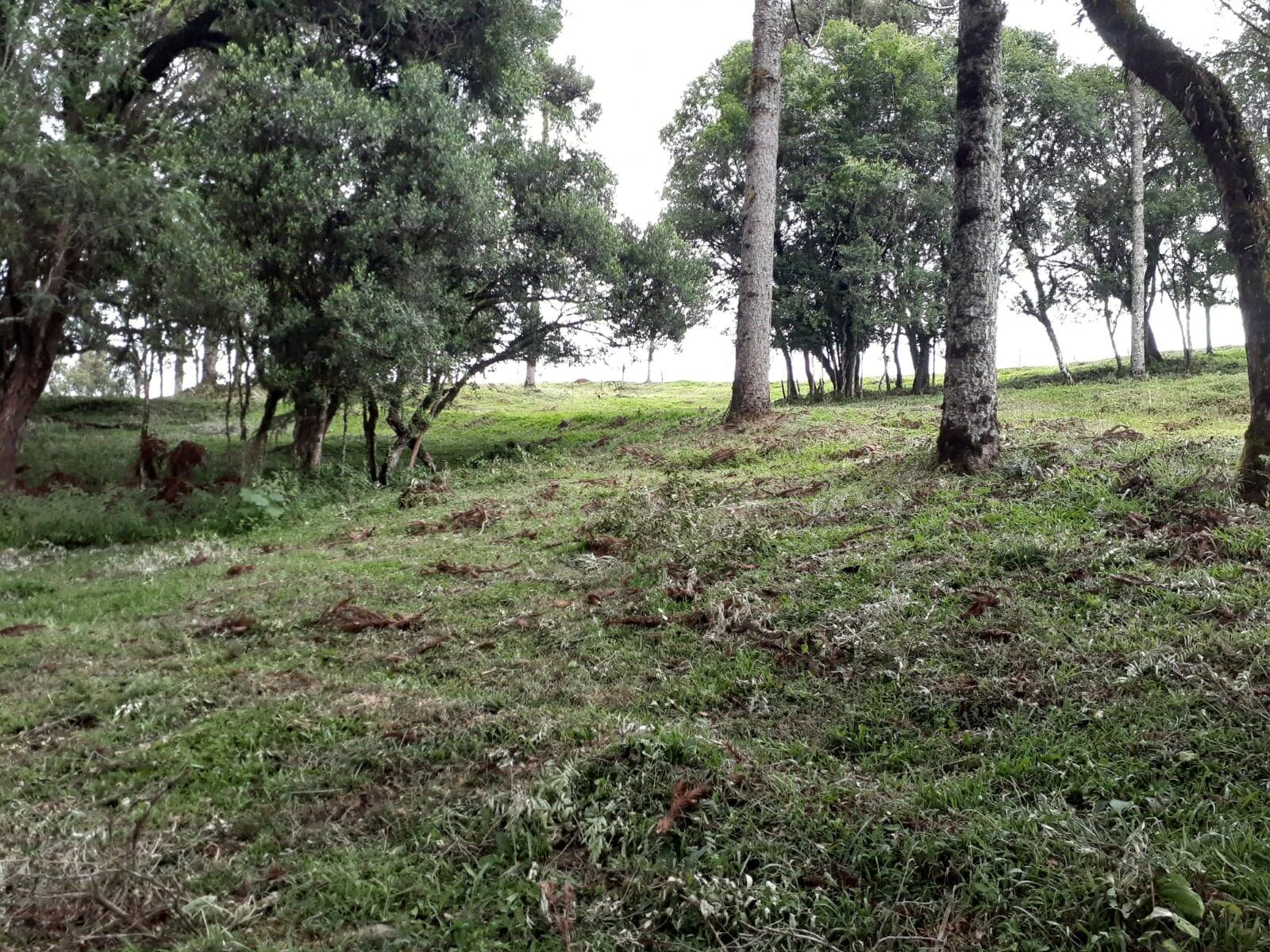 #58740021 - Chácara para Venda em Monte Carlo - SC