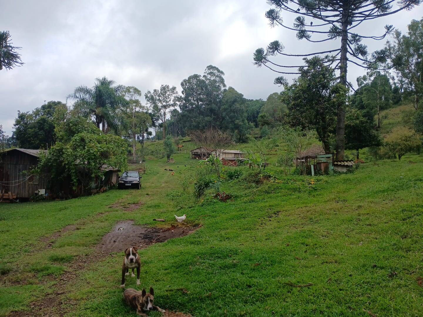 #58740406 - Chácara para Venda em Abdon Batista - SC