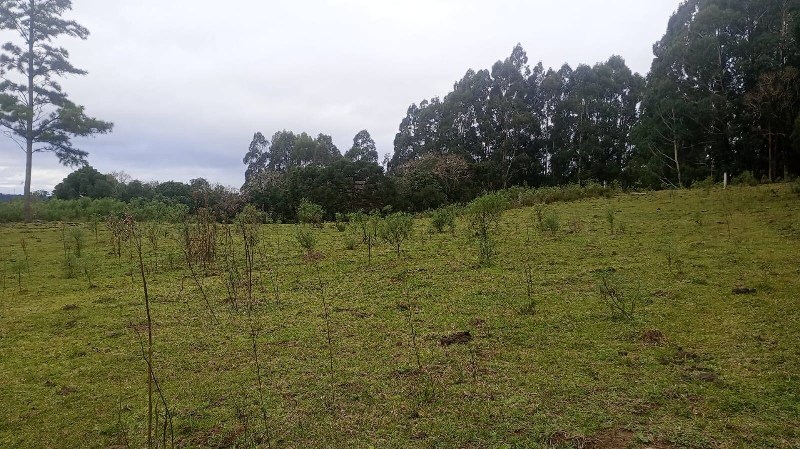 #58740535 - Chácara para Venda em Cerro Negro - SC