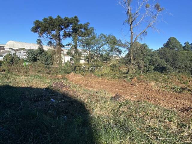 #58739493 - Área para Venda em Campos Novos - SC - 3