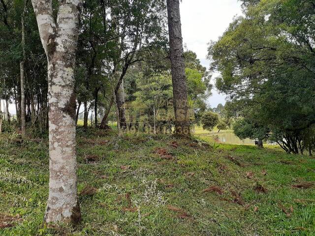#58740021 - Chácara para Venda em Monte Carlo - SC - 3