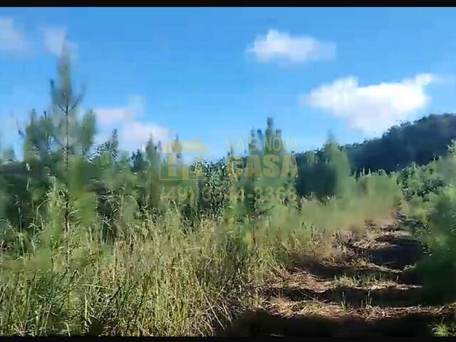 #58740120 - Chácara para Venda em Ibiam - SC - 3