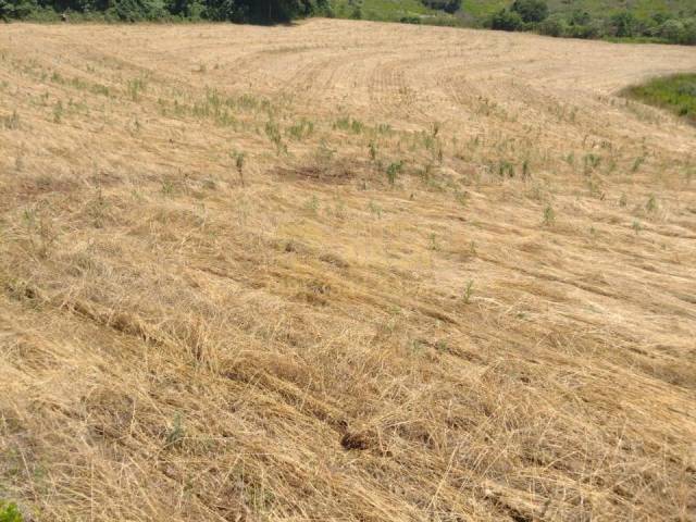 #58740295 - Chácara para Venda em Campos Novos - SC - 2