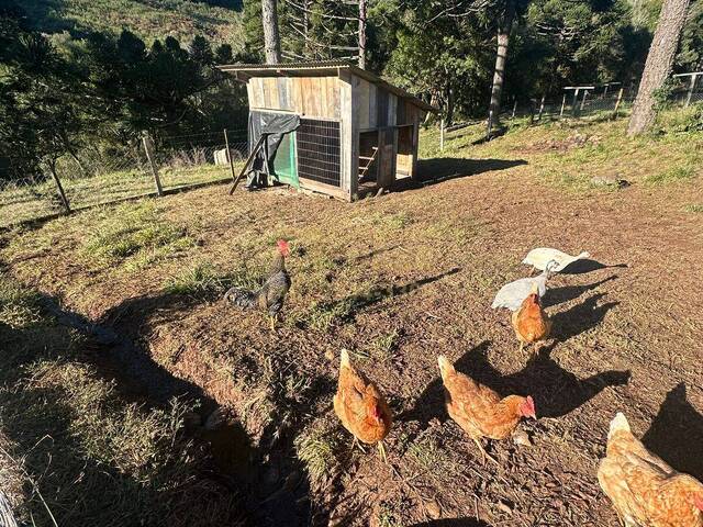 #58740419 - Chácara para Venda em Anita Garibaldi - SC - 3