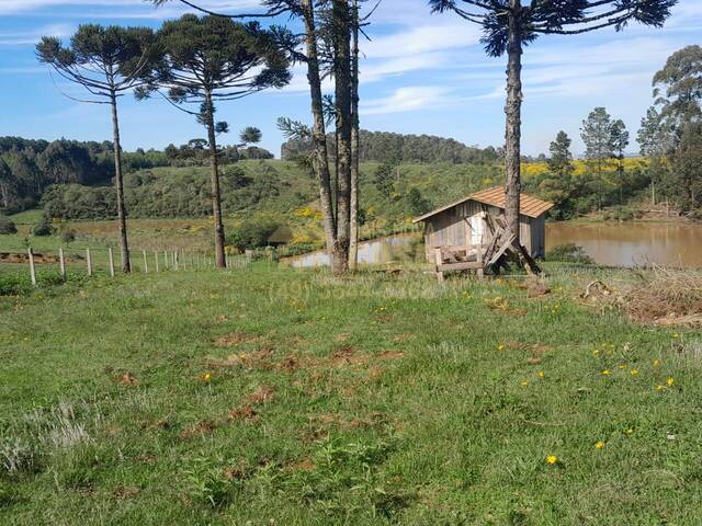Área para Venda em Campo Belo do Sul - 4